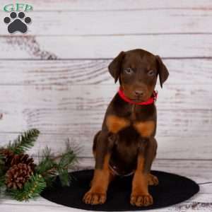 Jenna, Doberman Pinscher Puppy